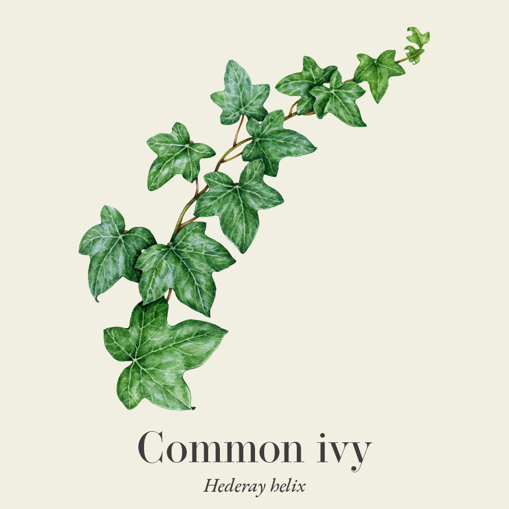 Ivy (Hederay helix)