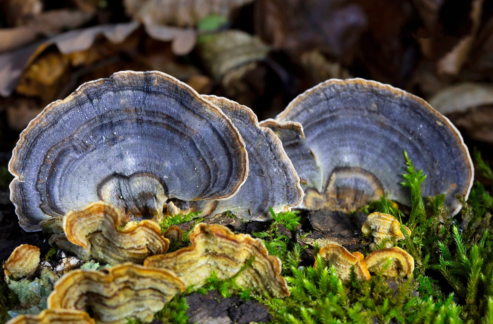Medicinal mushroom regulations: An update on restrictions and herbal safety