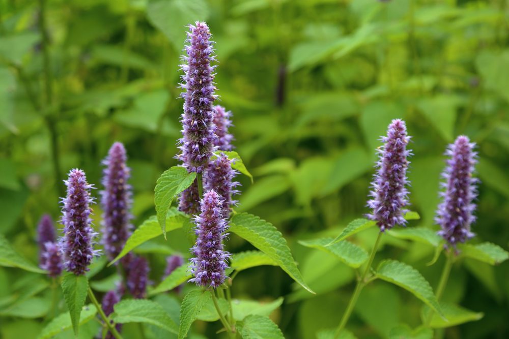 Anise hyssop (Agastache foeniculum)