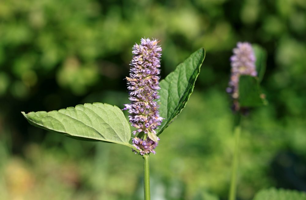 Anise hyssop (Agastache foeniculum)