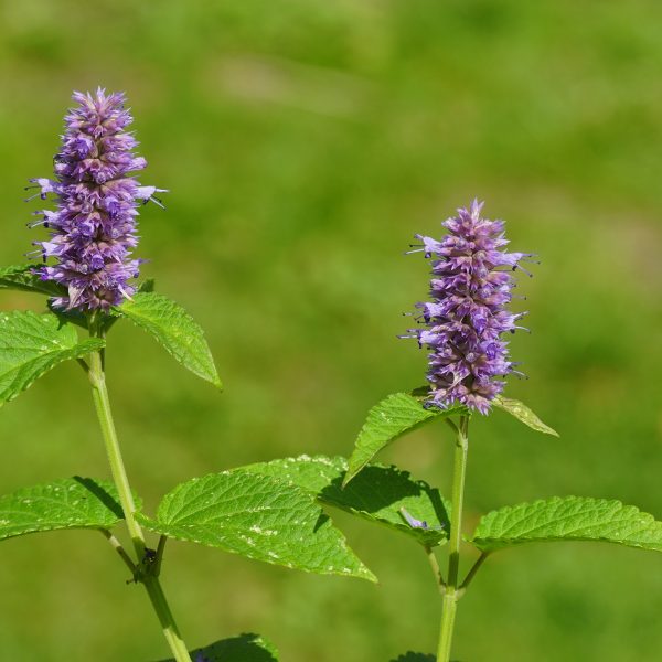 Anise hyssop (Agastache foeniculum)