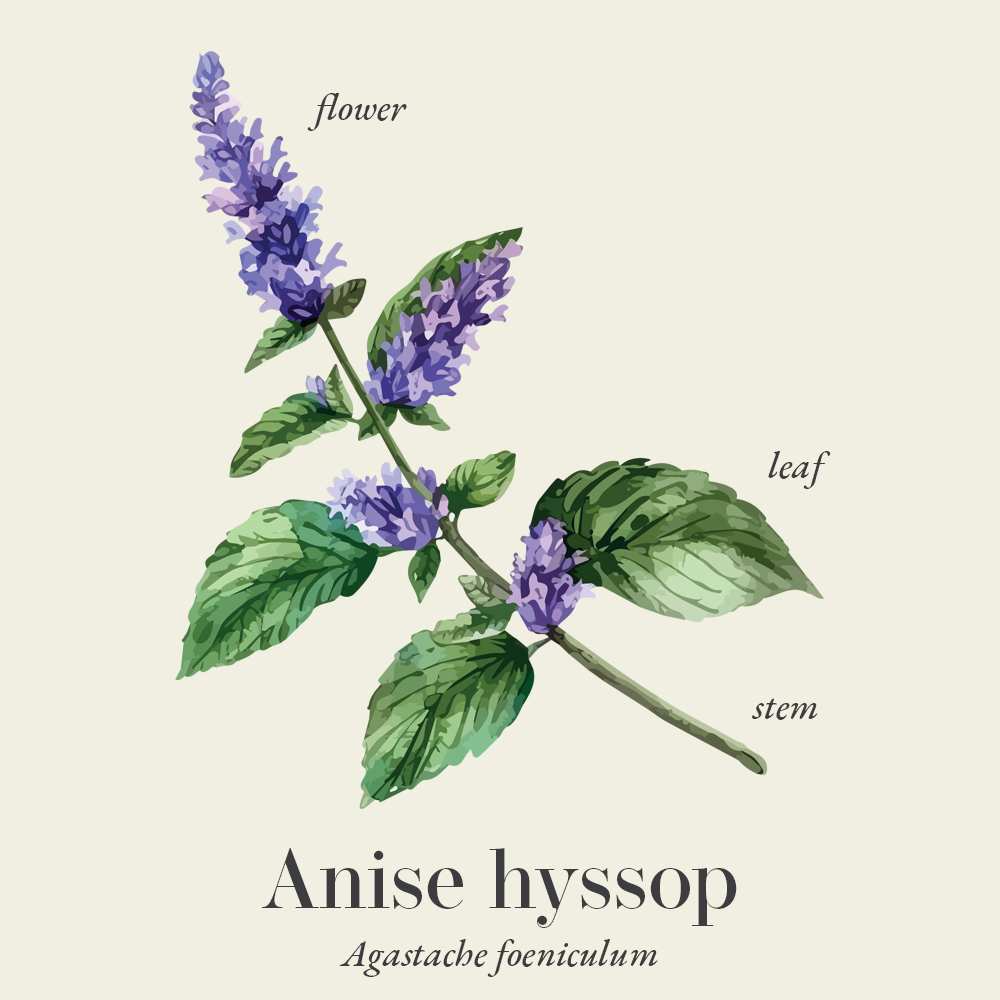 Anise hyssop (Agastache foeniculum)