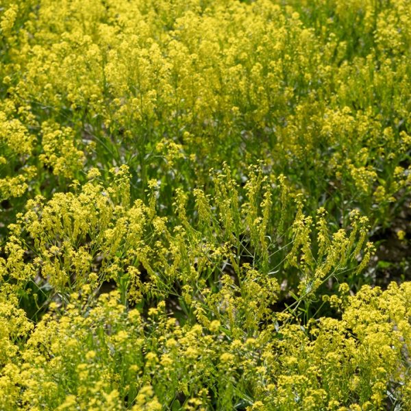 Woad (Isatis tinctoria)
