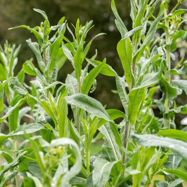 Woad (Isatis tinctoria)