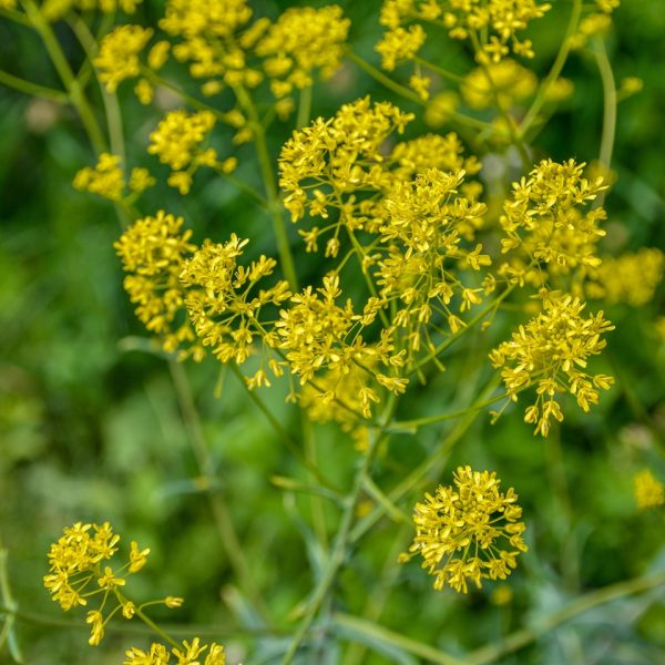 Woad (Isatis tinctoria)