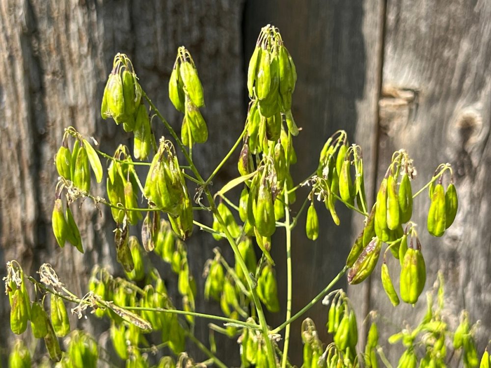 Woad (Isatis tinctoria)