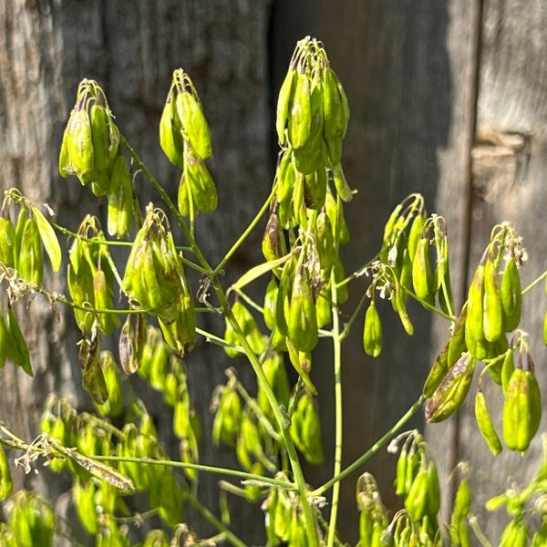 Woad (Isatis tinctoria)