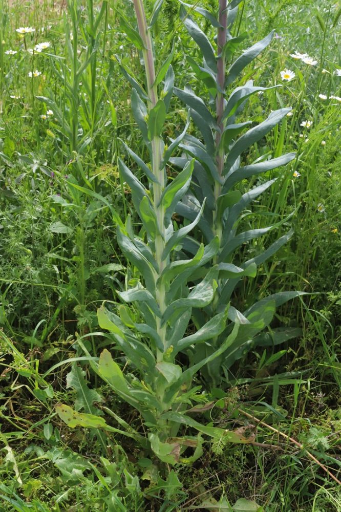 Woad (Isatis tinctoria)