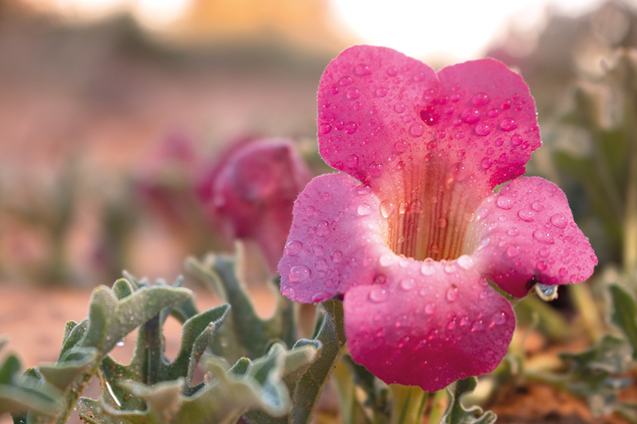 Devil’s claw (Harpagophytum procumbens)