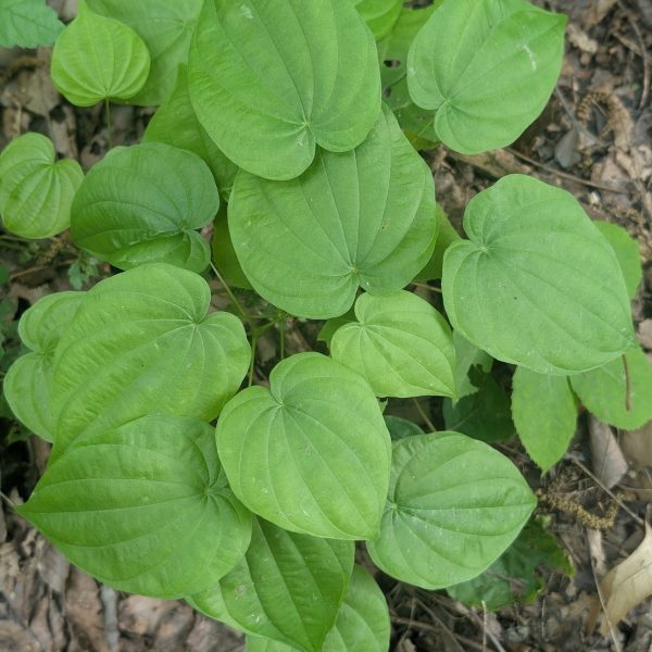 Wild yam (Dioscorea villosa)