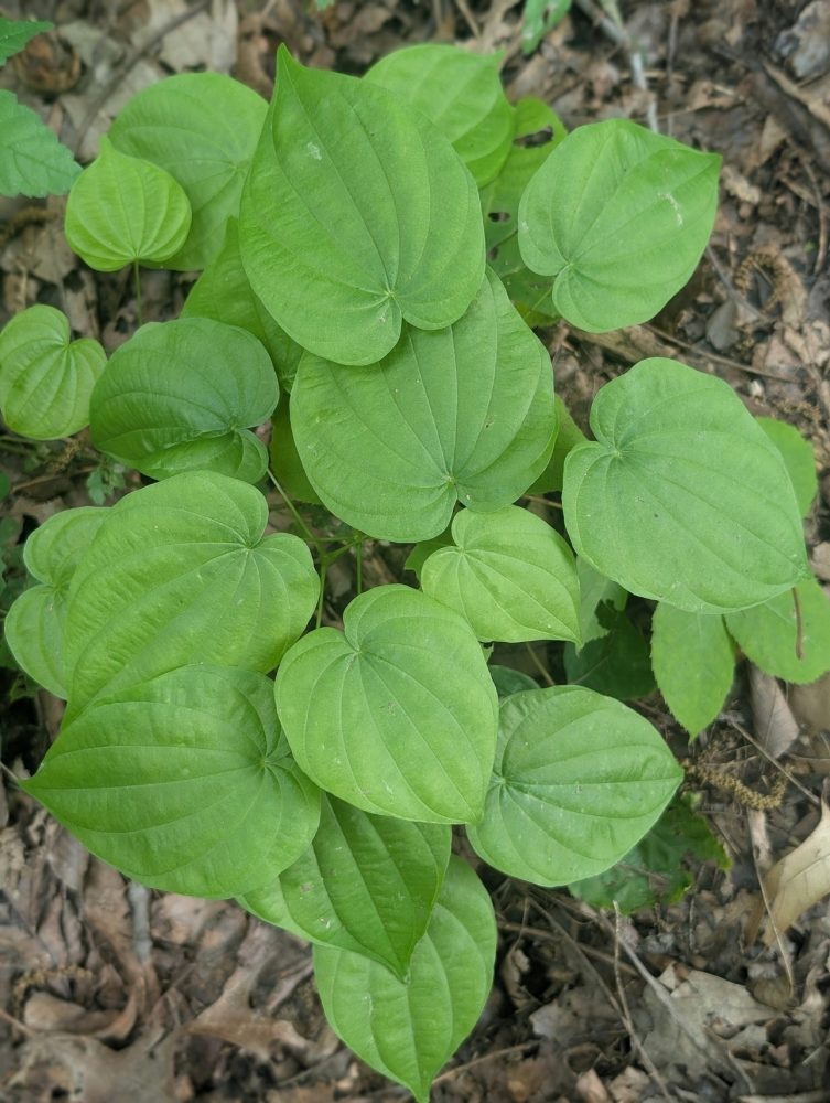 Wild yam (Dioscorea villosa)