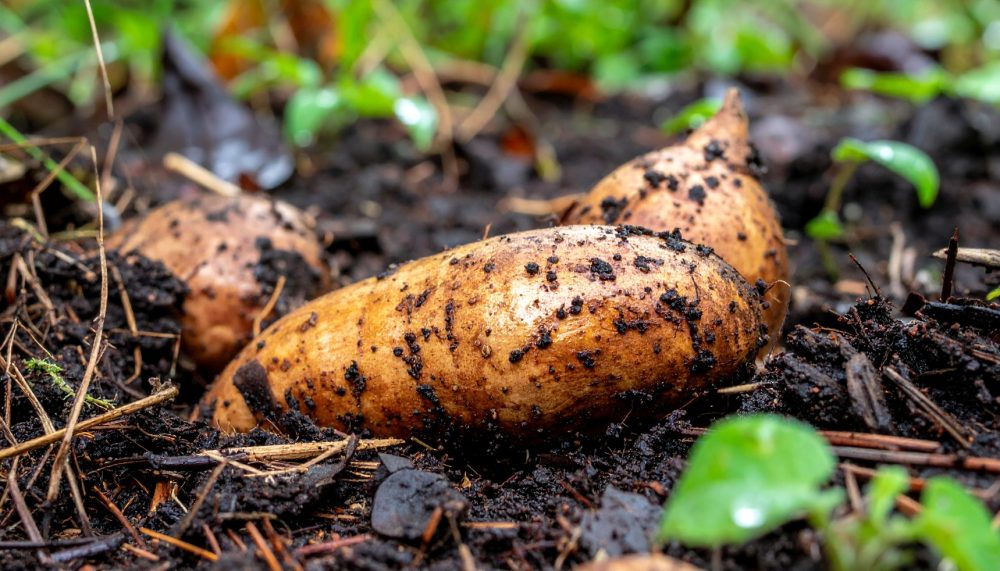 Wild yam root (Dioscorea villosa)