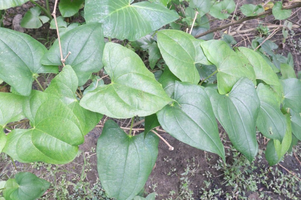 Wild yam (Dioscorea villosa)