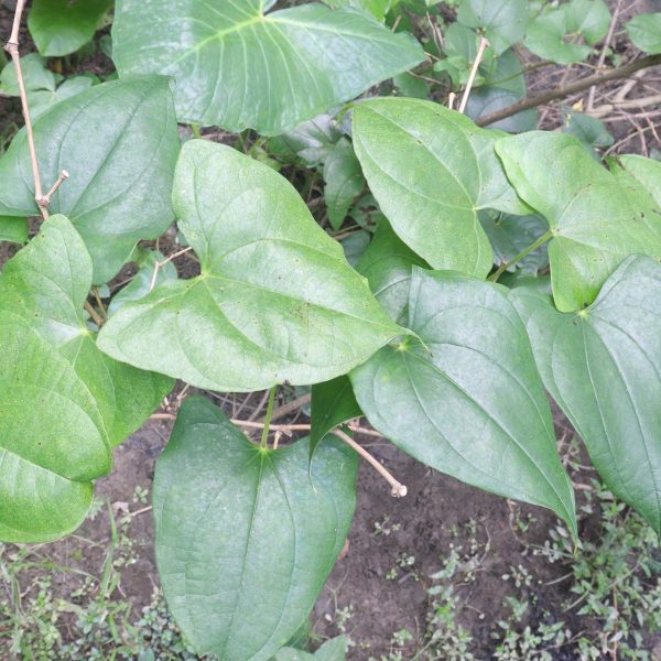 Wild yam (Dioscorea villosa)