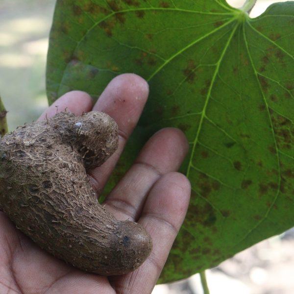 Wild yam root (Dioscorea villosa)
