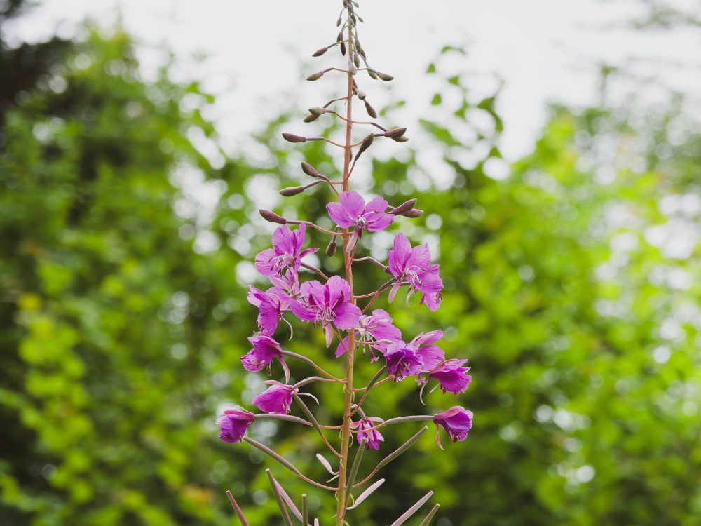Rosebay willowherb (Epilobium angustifolium)