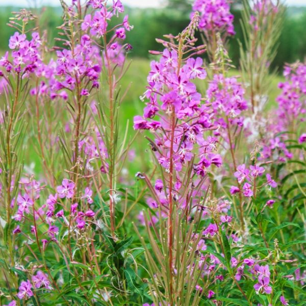 Rosebay willowherb (Epilobium angustifolium)