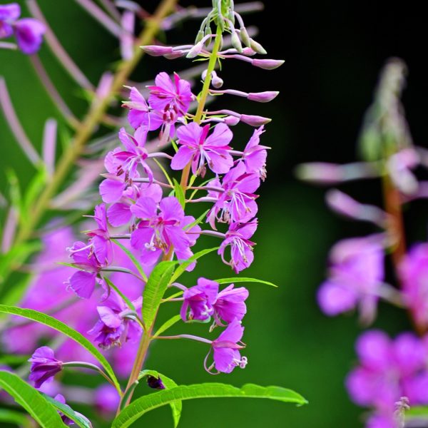 Rosebay willowherb (Epilobium angustifolium)