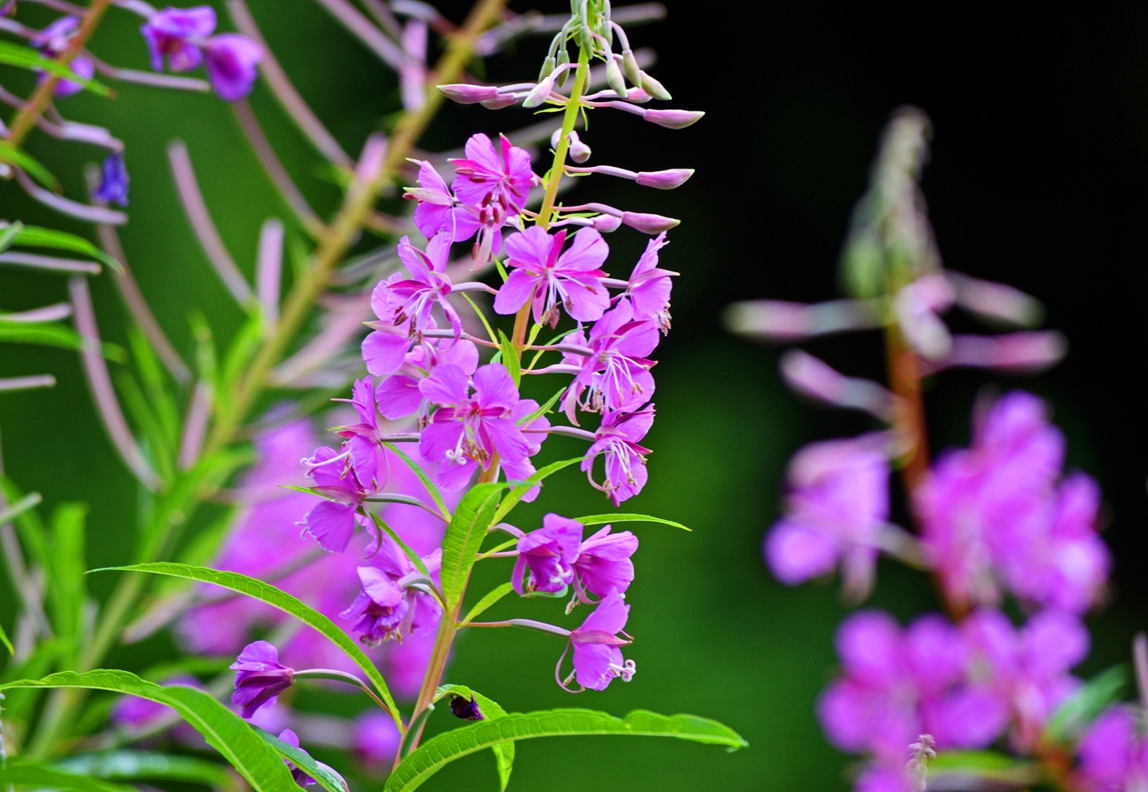 Rosebay willowherb