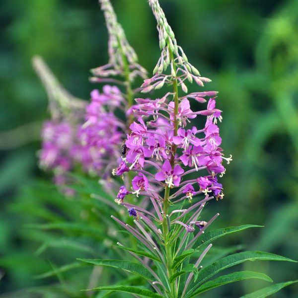 Rosebay Willowherb Chamerion Angustifolium Benefits Uses Safety 
