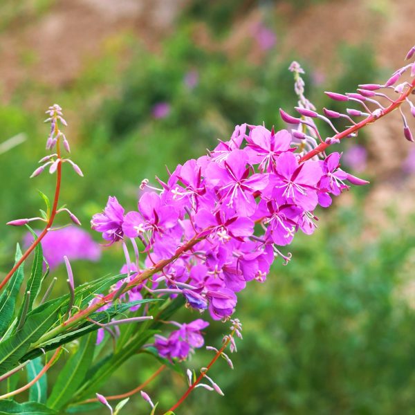 Rosebay willowherb (Epilobium angustifolium)