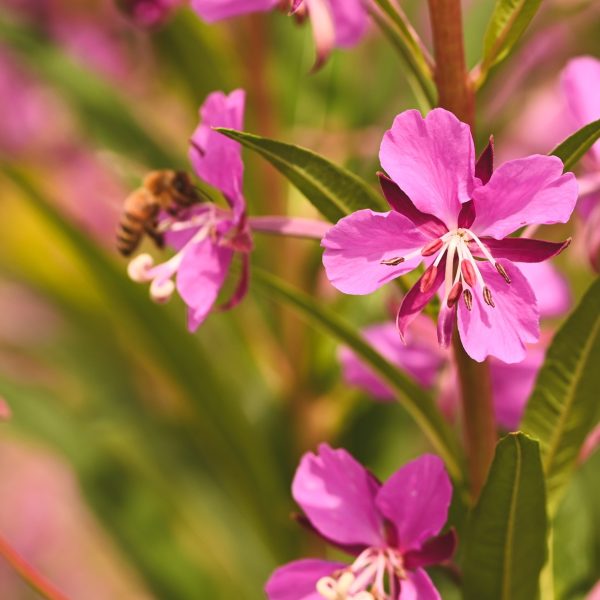 Rosebay willowherb (Epilobium angustifolium)