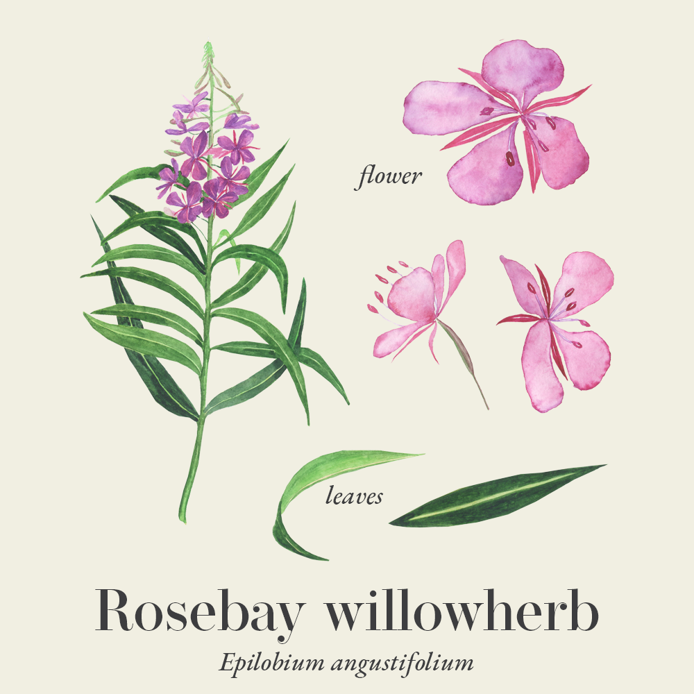 Rosebay willowherb (Epilobium angustifolium)