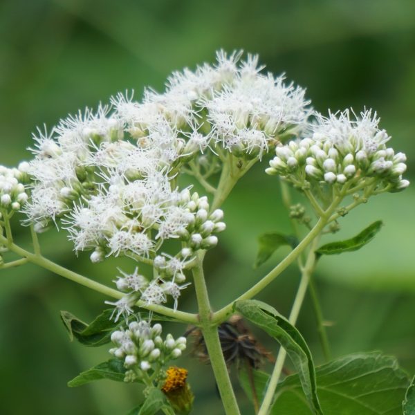 Boneset (Eupatorium perfoliatum)