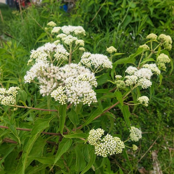 Boneset (Eupatorium perfoliatum)