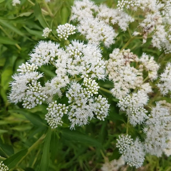 Boneset (Eupatorium perfoliatum)