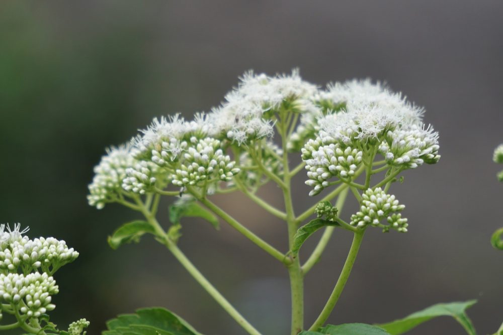 Boneset (Eupatorium perfoliatum)