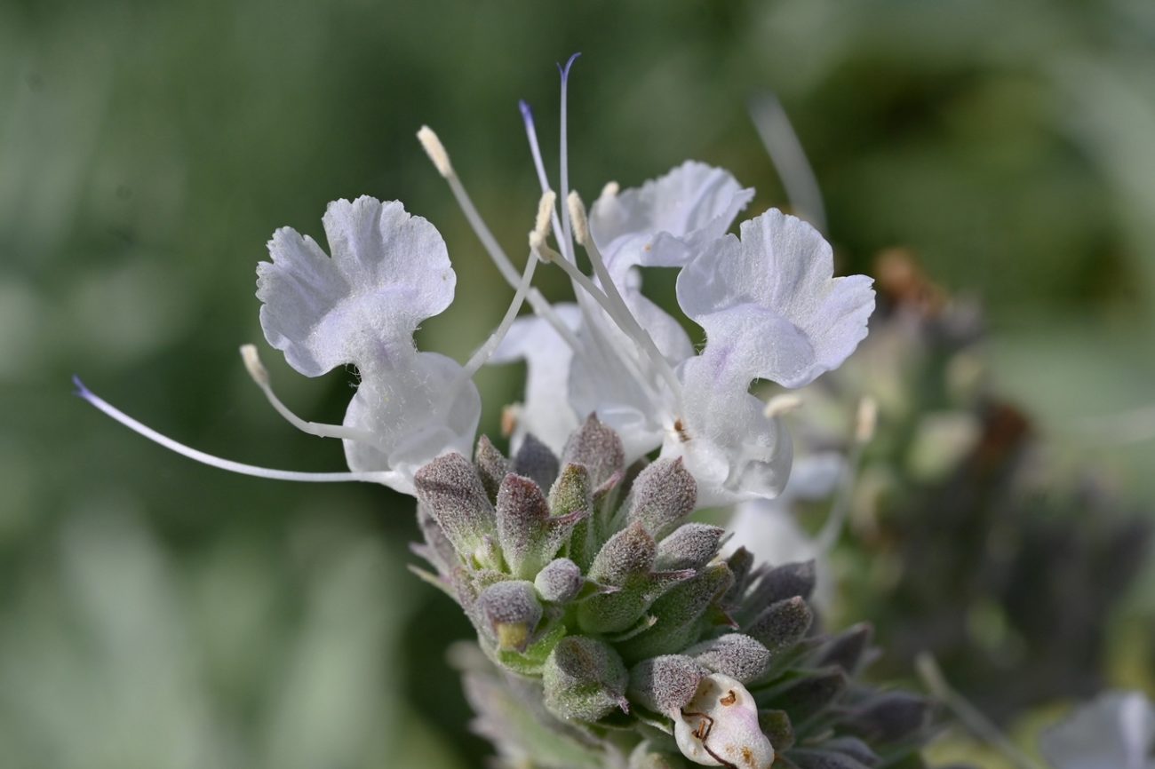 White sage (Salvia apiana)