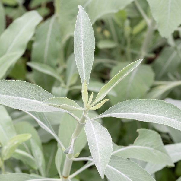 White Sage Conservation Challenges And Ecological Importance