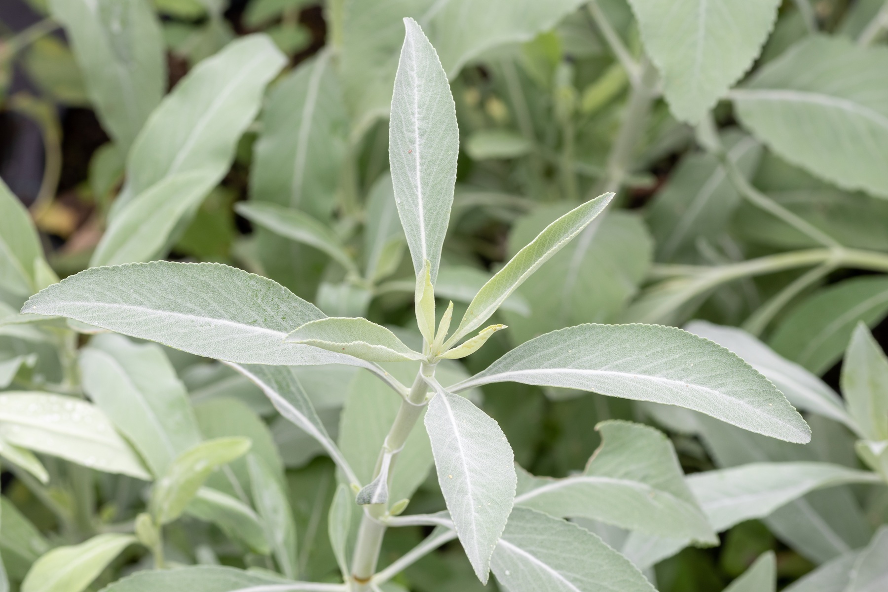 White sage: Conservation challenges and ecological importance
