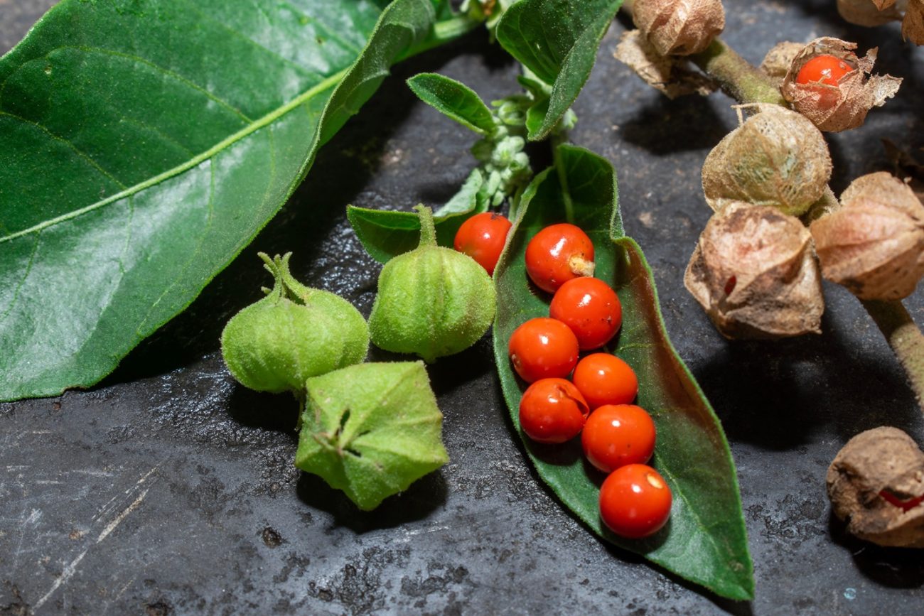 Ashwagandha (Withania somnifera)