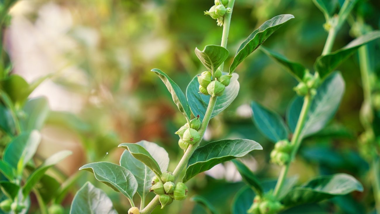Ashwagandha (Withania somnifera)