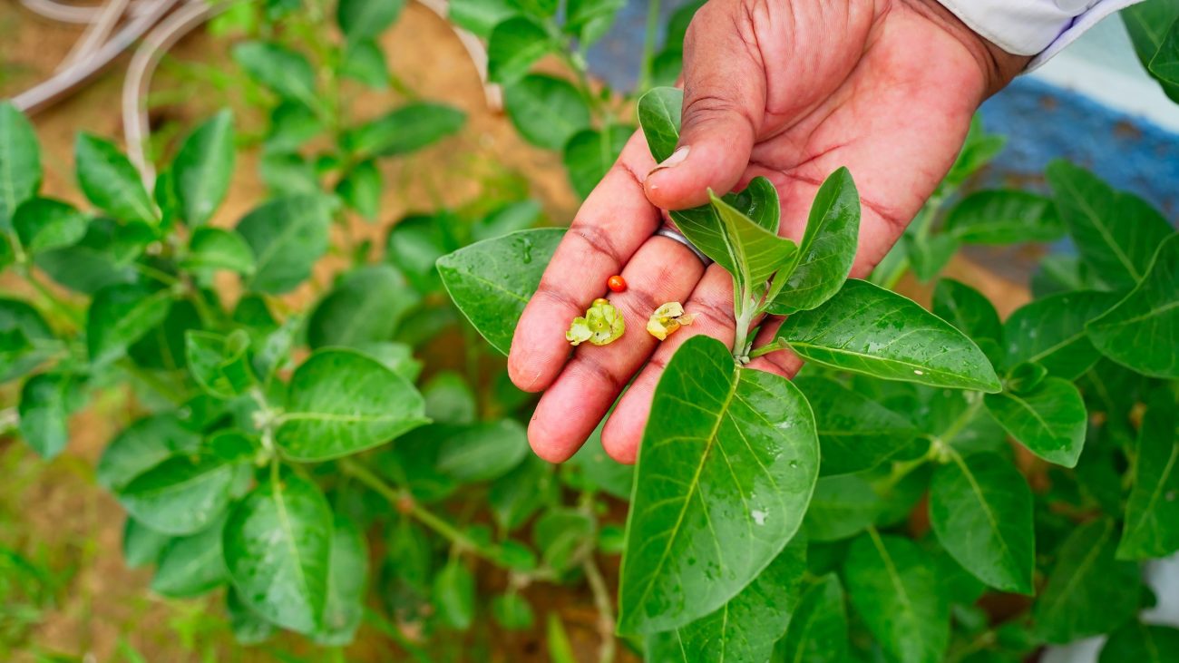 Ashwagandha (Withania somnifera)