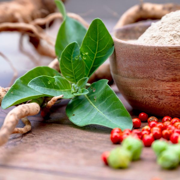 Ashwagandha Safety Literature A 2026 Update