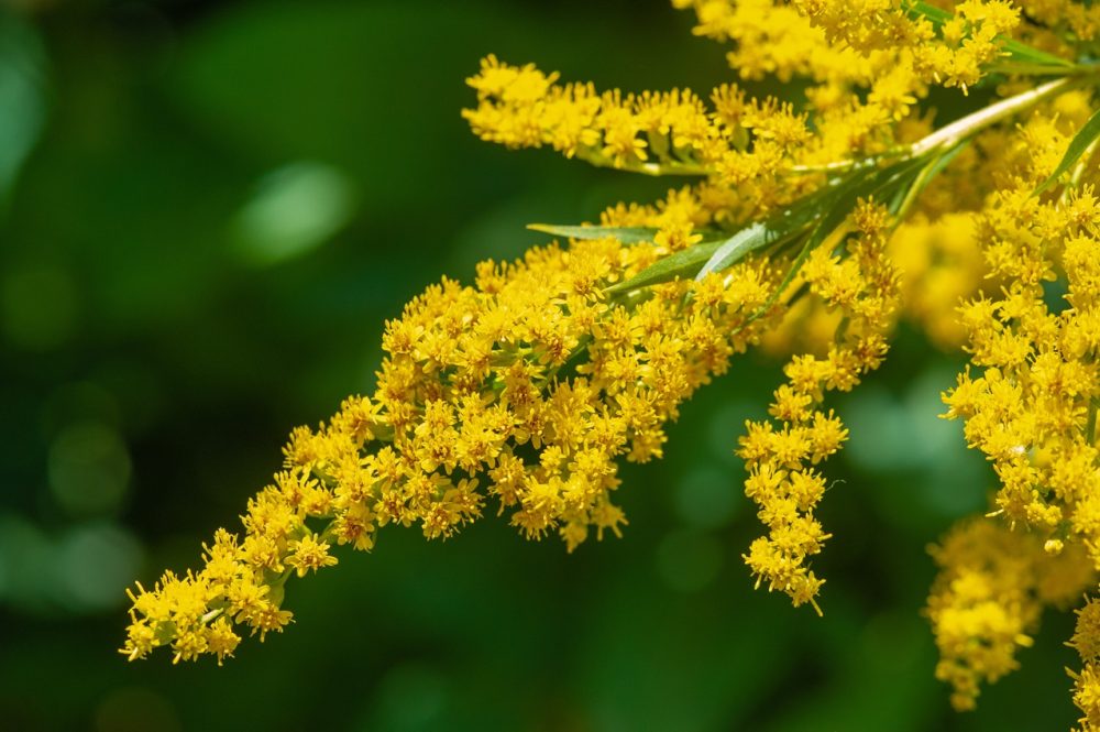 Goldenrod (Solidago virgaurea)