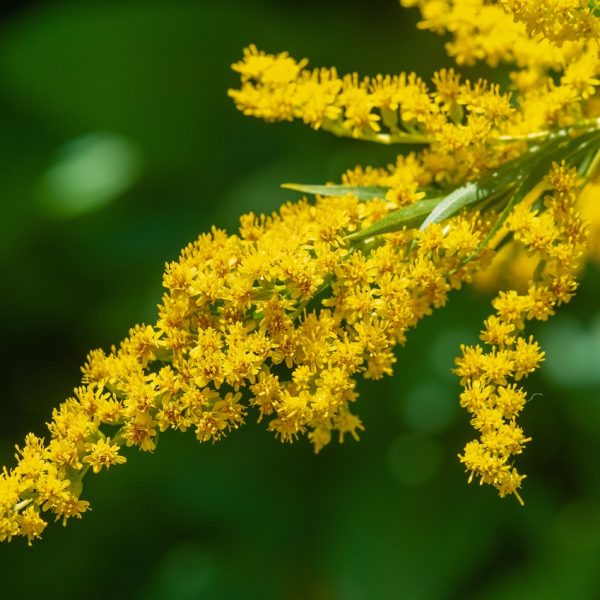 Goldenrod (Solidago virgaurea)