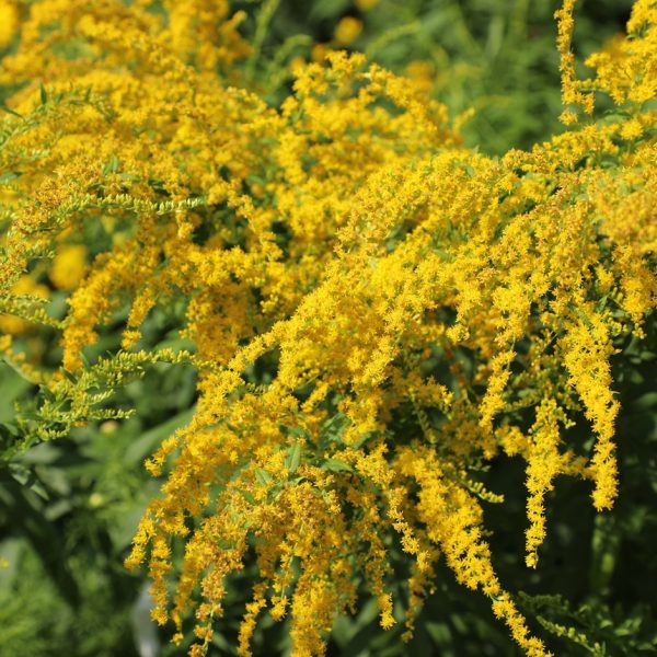Goldenrod (Solidago virgaurea)