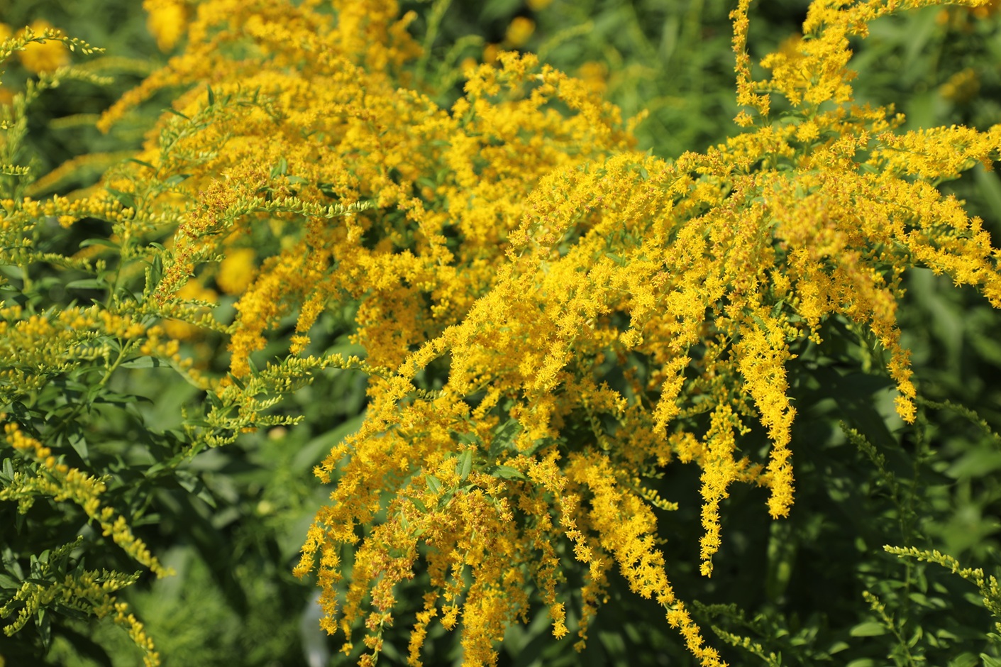 Goldenrod (Solidago virgaurea)