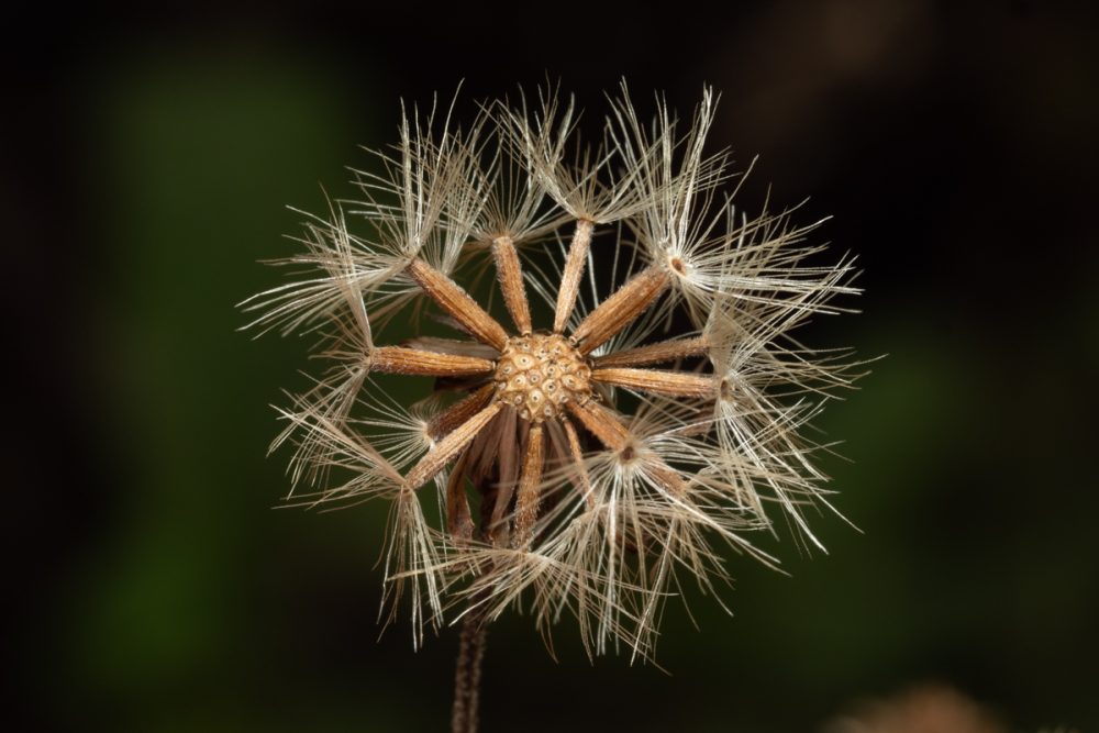 Goldenrod seeds (Solidago virgaurea)