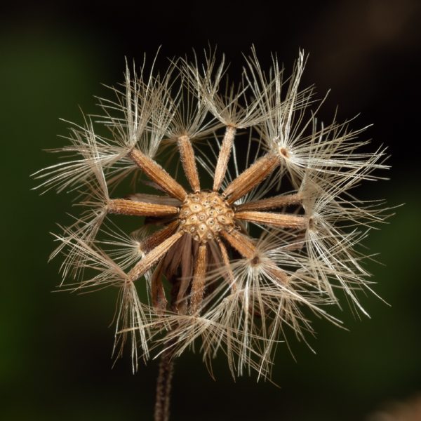 Goldenrod seeds (Solidago virgaurea)