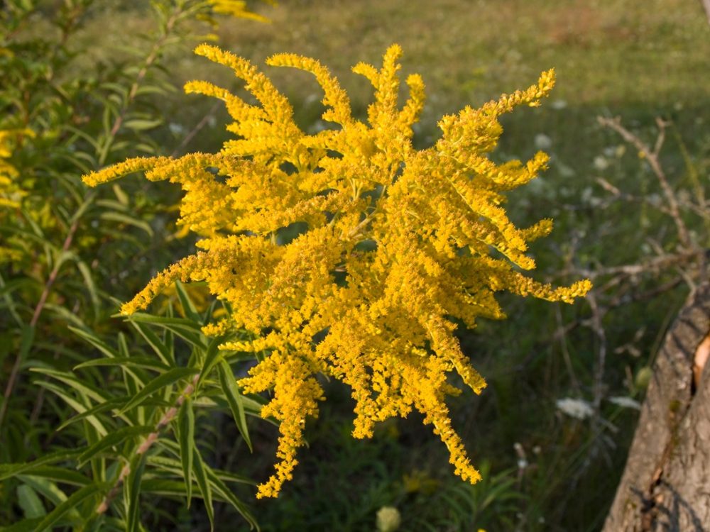 Goldenrod (Solidago virgaurea)