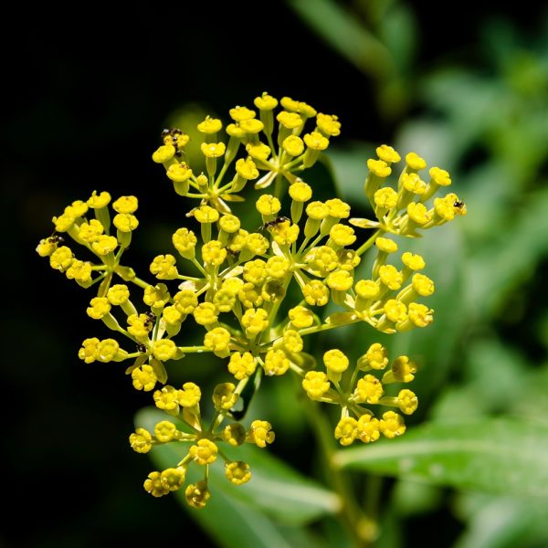 Chai hu (Bupleurum chinense)