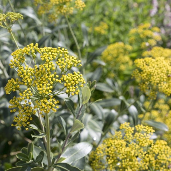 Chai hu (Bupleurum chinense)