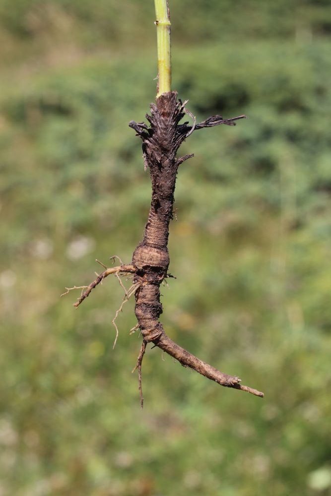 Chai hu root (Bupleurum chinense)