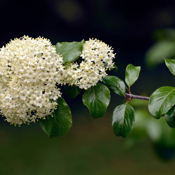 Black haw (Viburnum prunifolium)