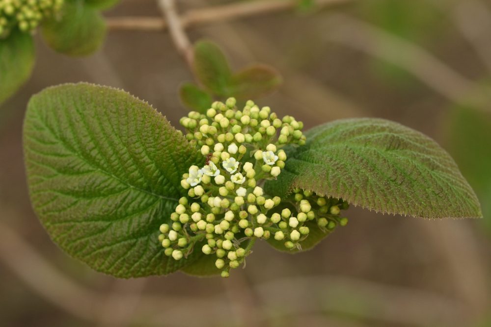 Black haw (Viburnum prunifolium)